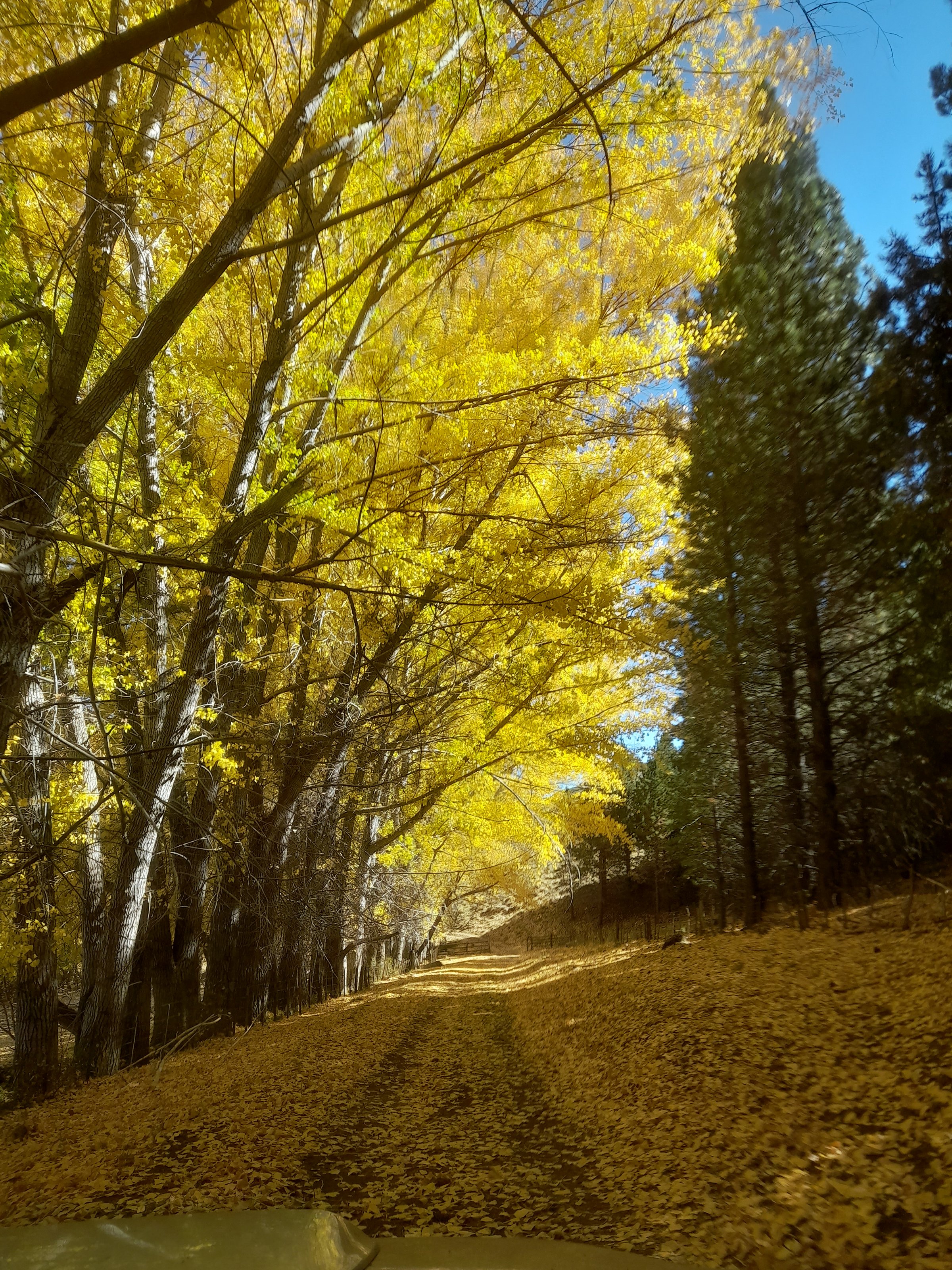 Autumn willows along the estate