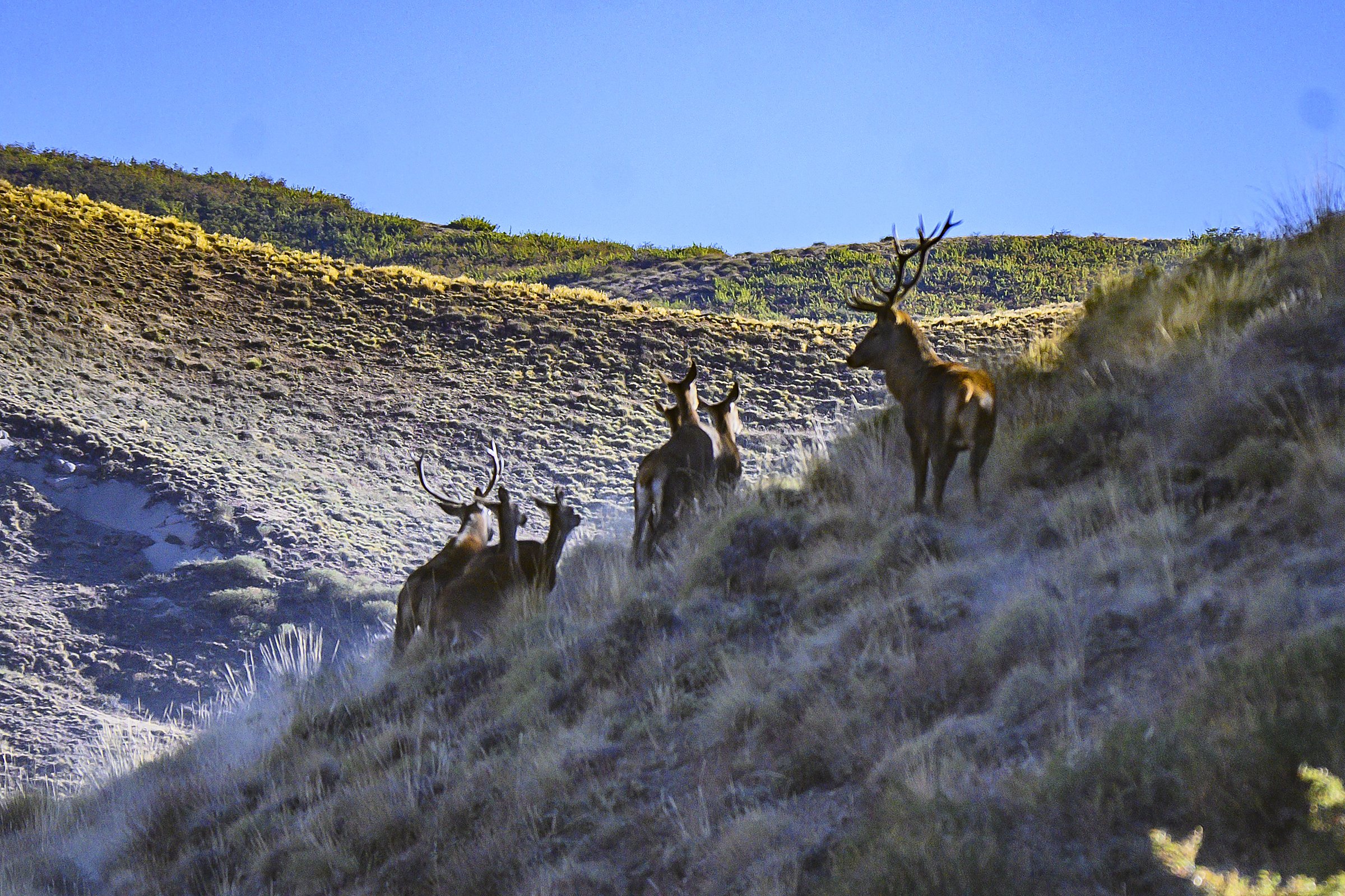 Red stags moving up a Patagonian hillside