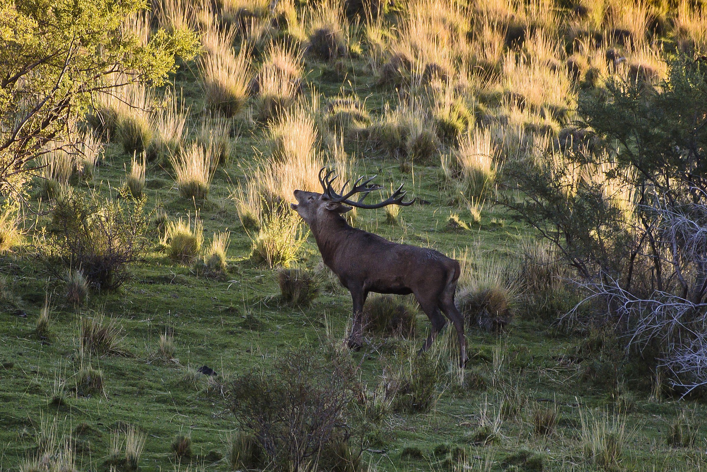 Red stag bellowing in golden grass