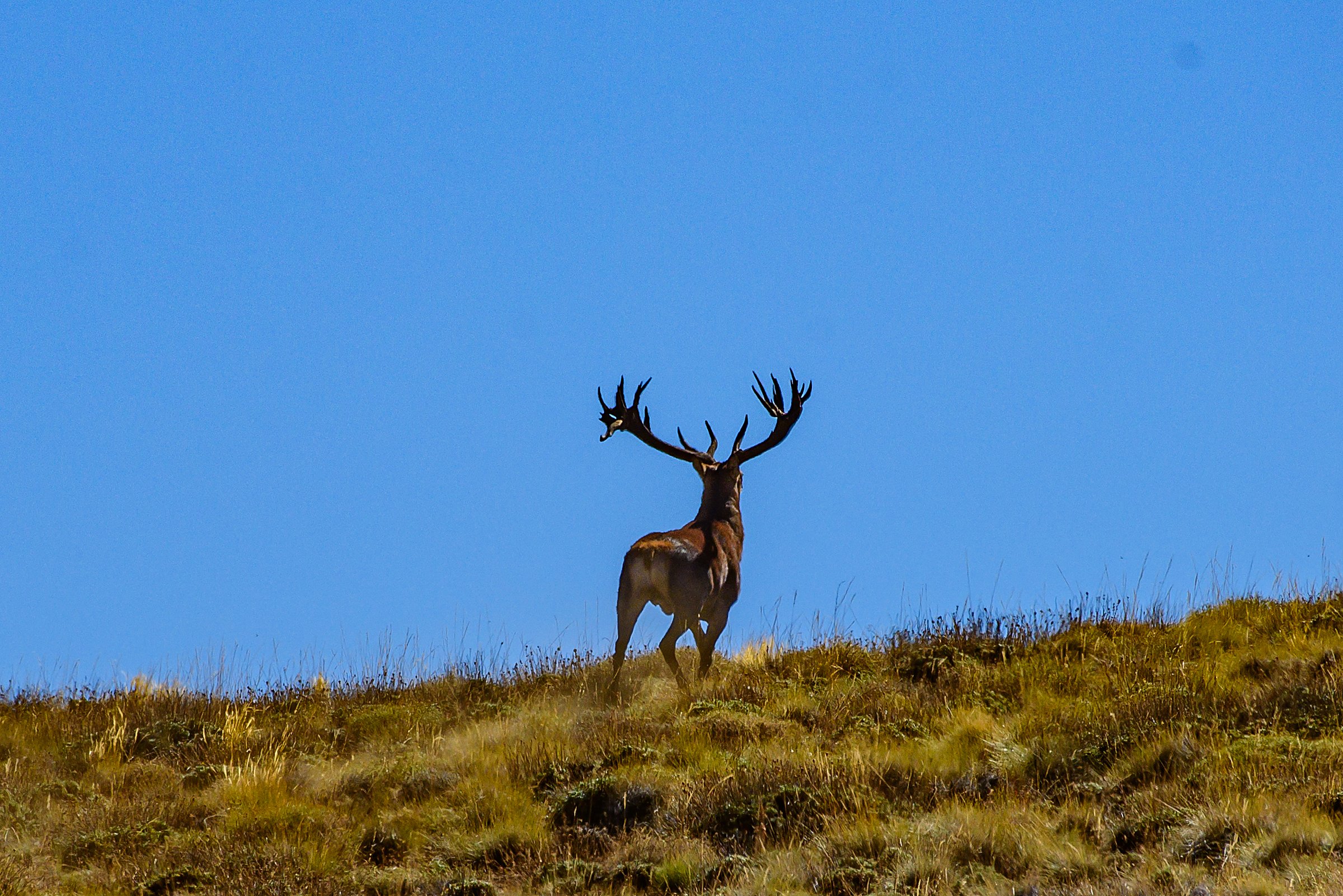 Red stag silhouette on ridge against deep blue sky