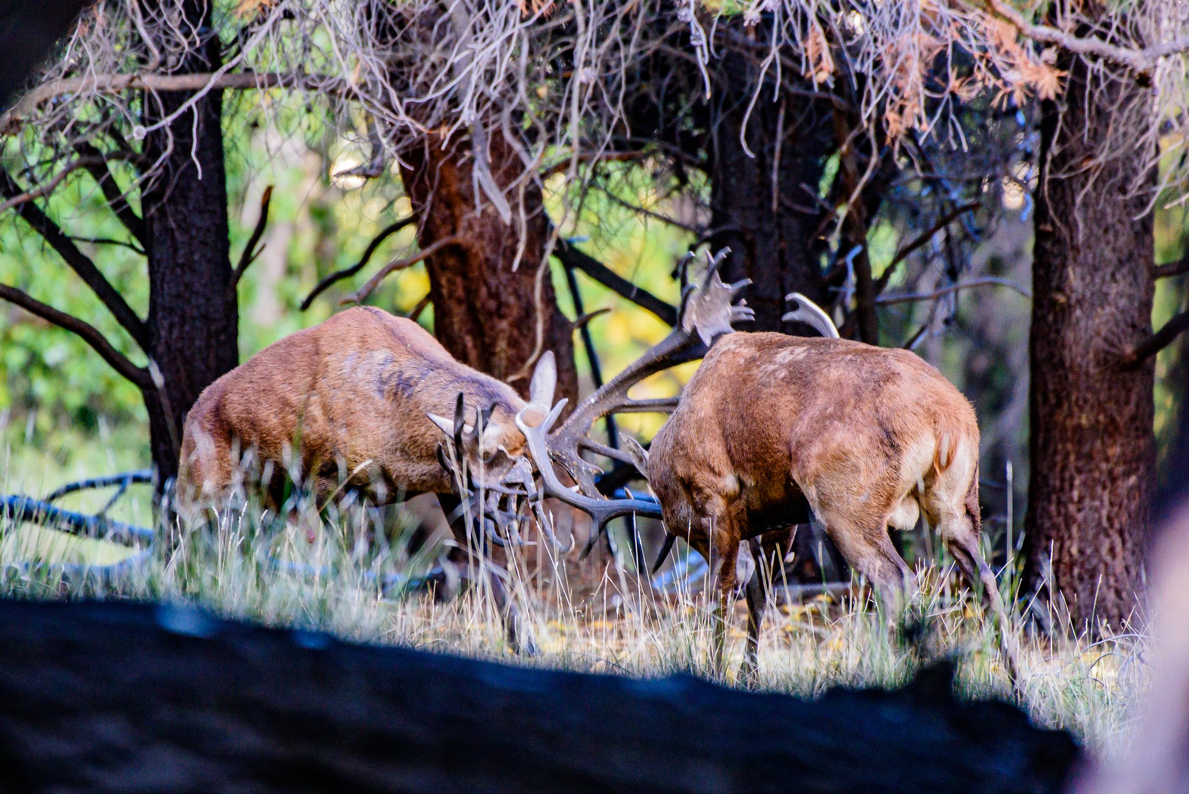 Two stags sparring in the forest